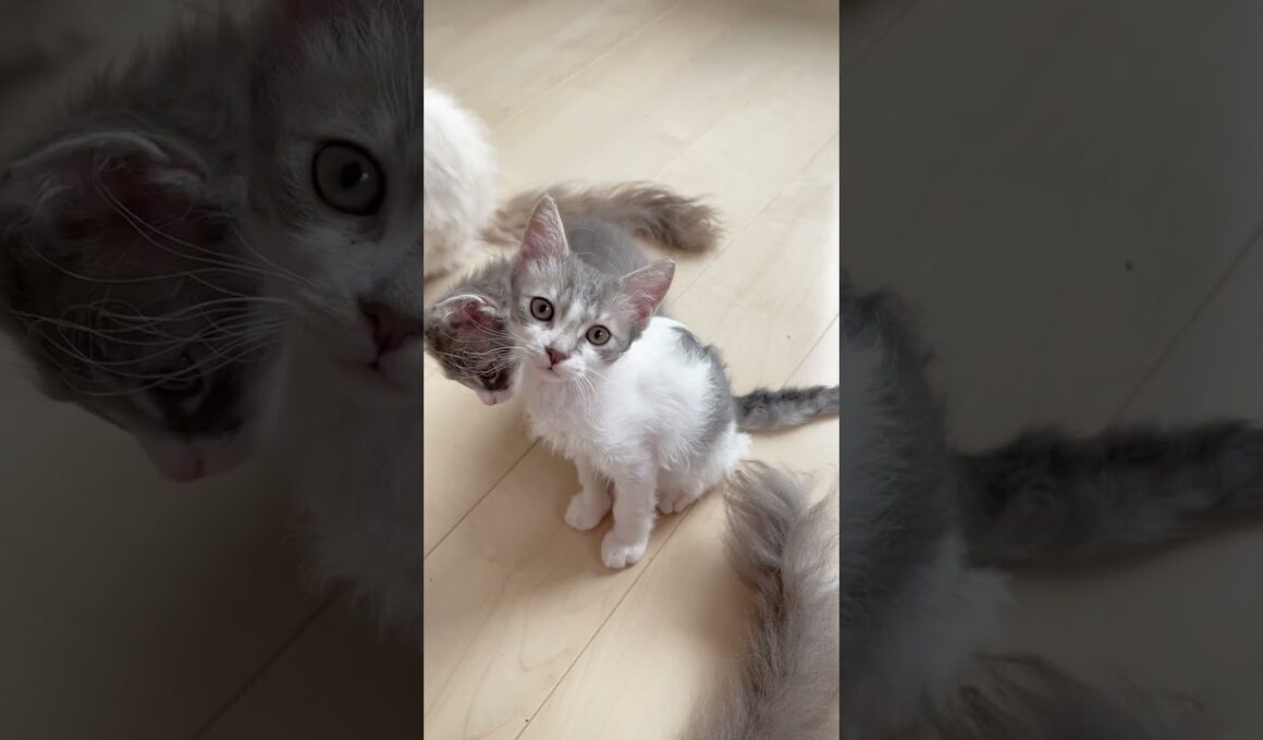 【何気にクラッキングする巻き毛猫】♥️ 【お問合せ詳細は説明欄に記載あります】 #ラパーマ #マンチカン #子猫 #猫 #ブリーダー直販 #ミヌエット #猫のいる暮らし #子猫販売 #猫動画