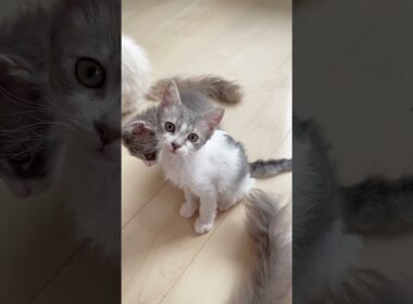 【何気にクラッキングする巻き毛猫】♥️ 【お問合せ詳細は説明欄に記載あります】 #ラパーマ #マンチカン #子猫 #猫 #ブリーダー直販 #ミヌエット #猫のいる暮らし #子猫販売 #猫動画