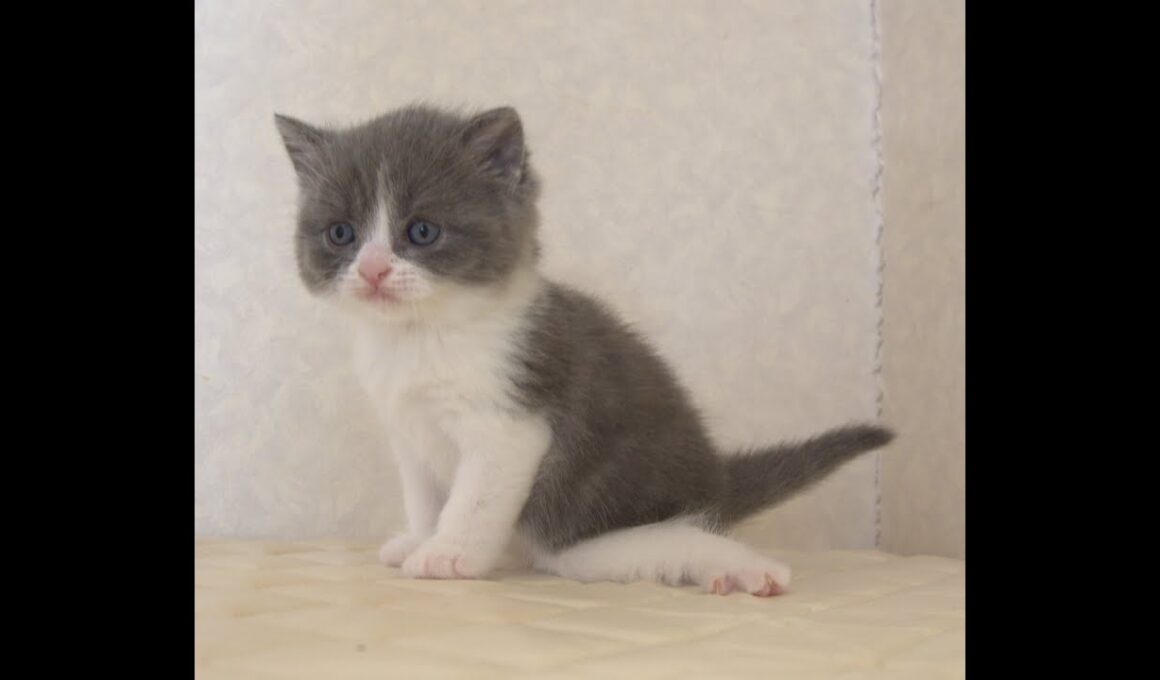 ブリティッシュショートヘアー子猫　British Shorthair　2025.9.27産まれ　　　ブルー＆ホワイト　女の子　シーダキャット猫のお店