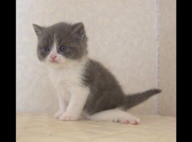 ブリティッシュショートヘアー子猫　British Shorthair　2025.9.27産まれ　　　ブルー＆ホワイト　女の子　シーダキャット猫のお店