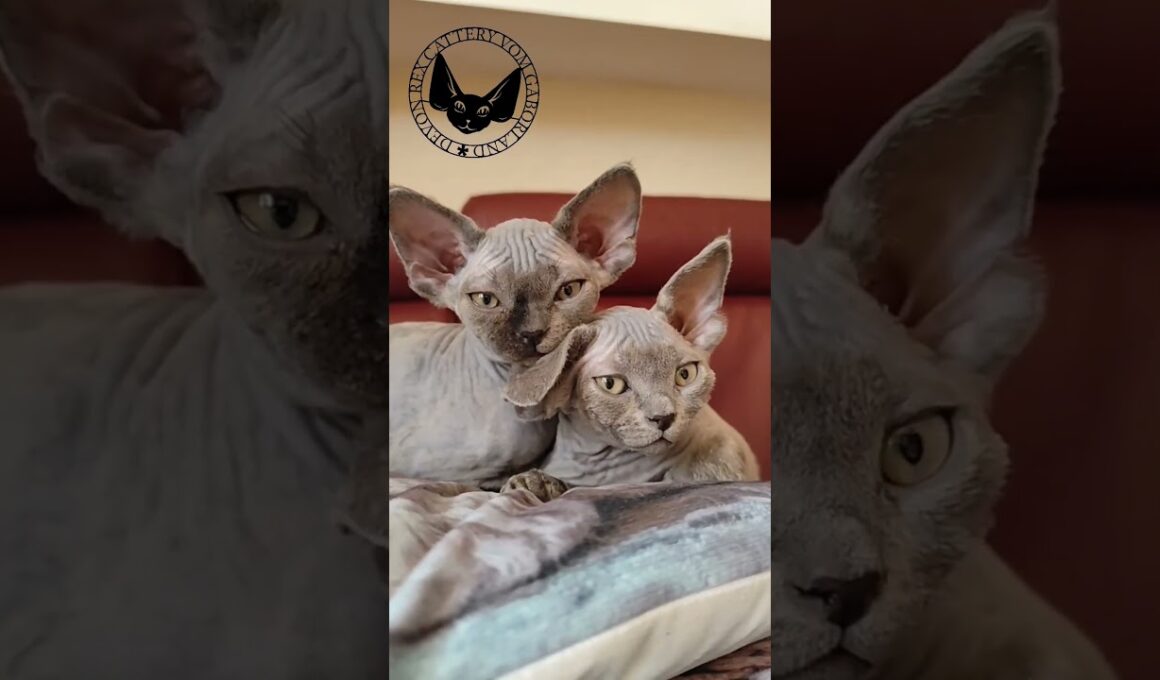 Devon Rex Ulfast & Uki #catfunny #cat #foryou #kitten #cute #pets #devonrexcattery #funny #lovecats