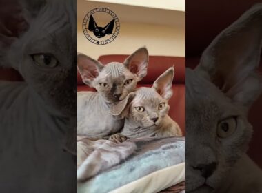 Devon Rex Ulfast & Uki #catfunny #cat #foryou #kitten #cute #pets #devonrexcattery #funny #lovecats