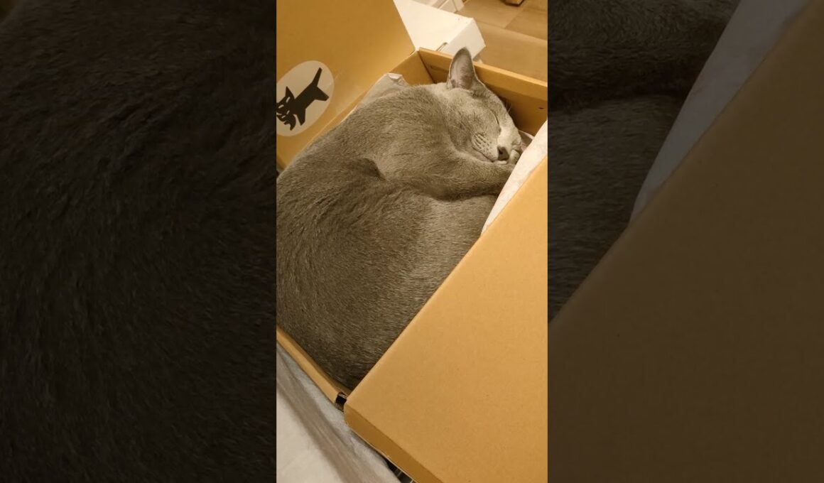 お客様、新しいミニベッドはいかがですか？