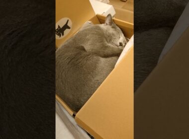 お客様、新しいミニベッドはいかがですか？