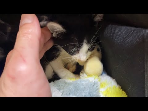 子猫がFIPかもしれません