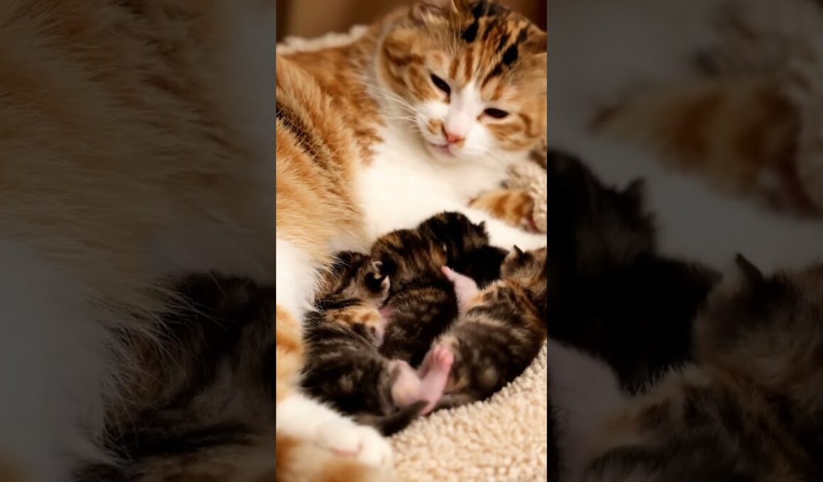 🐱 엄마 곁에서 장난치는 아기 고양이 💕