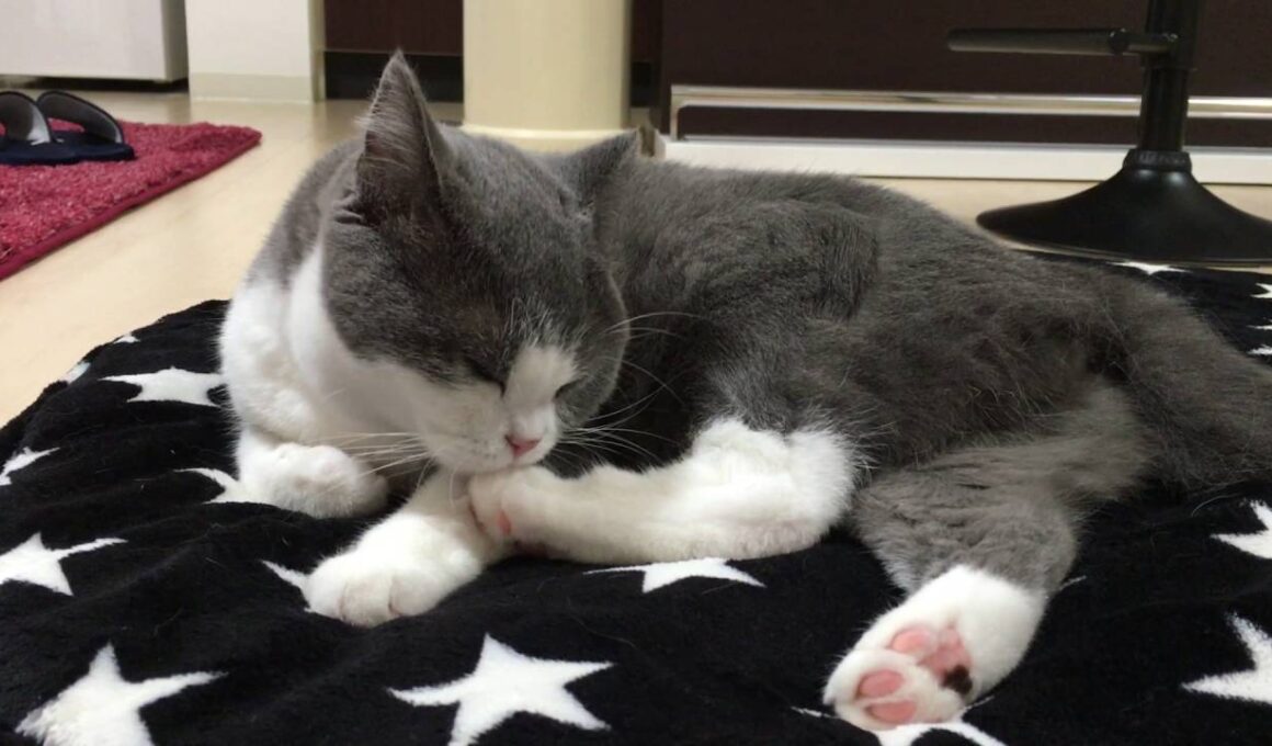 2016/09/26　セルカークレックスの梅子vol.221