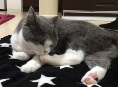 2016/09/26　セルカークレックスの梅子vol.221