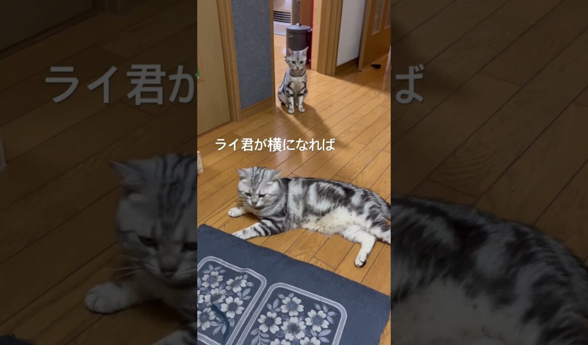 マネする猫#アメショ#アメリカンショートヘア#子猫#猫の日常#cat#cats