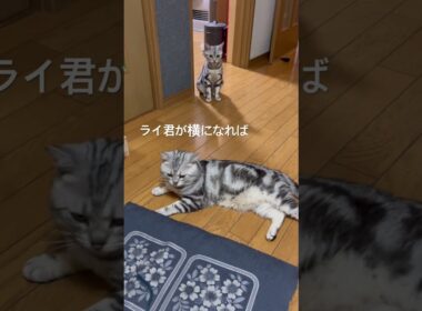 マネする猫#アメショ#アメリカンショートヘア#子猫#猫の日常#cat#cats