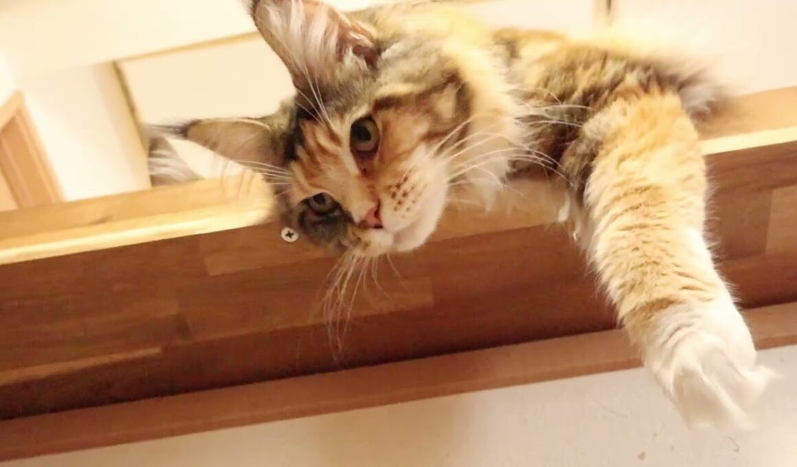 棚から下を見ているメインクーンのつばきさん