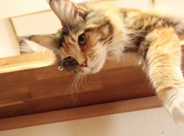 棚から下を見ているメインクーンのつばきさん