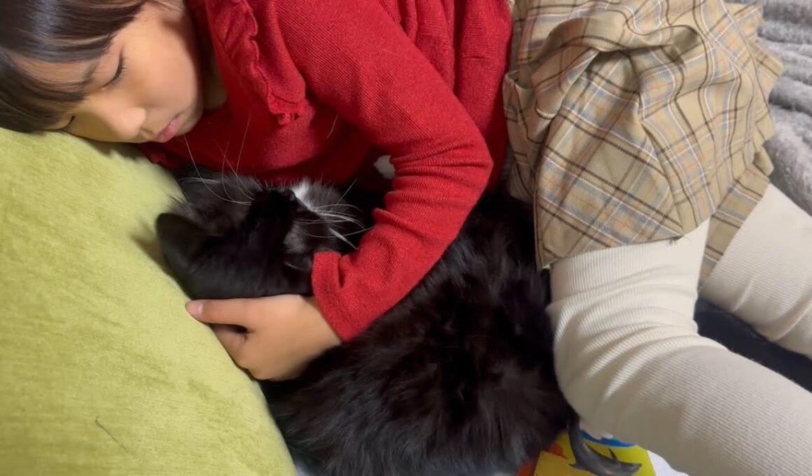 近くで過ごす猫　ラガマフィンA cat spending time nearby. Ragamuffin