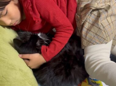 近くで過ごす猫　ラガマフィンA cat spending time nearby. Ragamuffin