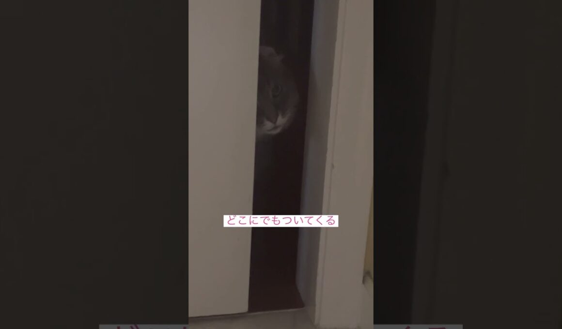 やっぱりー #ねこ動画 #アメリカンカール #cat #shortsvideos