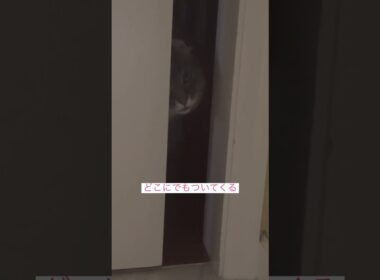 やっぱりー #ねこ動画 #アメリカンカール #cat #shortsvideos