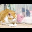 病気の子猫のそばに寄り添う先住猫