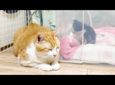 病気の子猫のそばに寄り添う先住猫