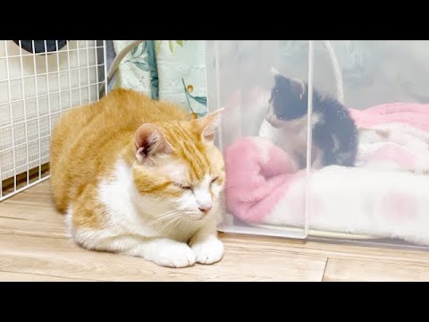 病気の子猫のそばに寄り添う先住猫