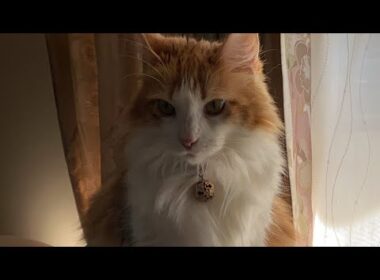 ゴロゴロ猫タイム！【マリー（メインクーン）】