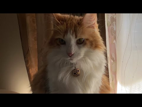 ゴロゴロ猫タイム！【マリー（メインクーン）】