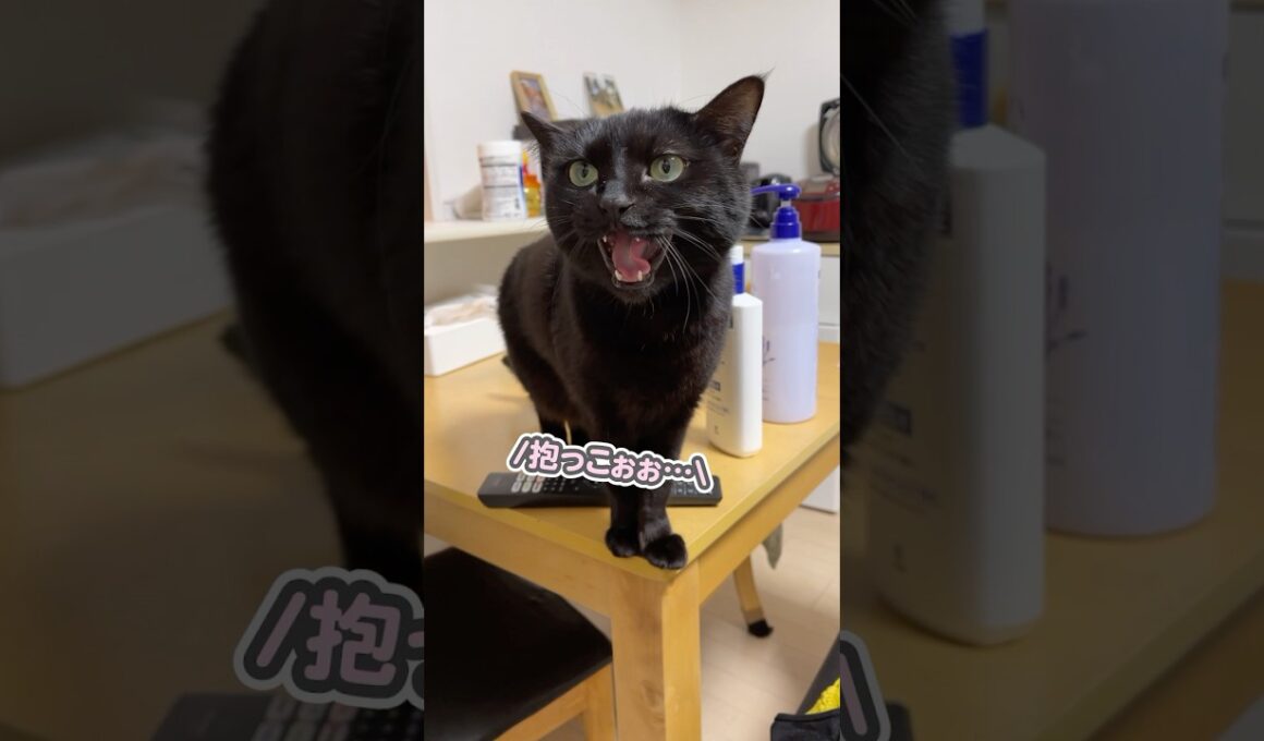 「抱っこぉぉ…」とせがまれたので、その想いに応えようとしたら…