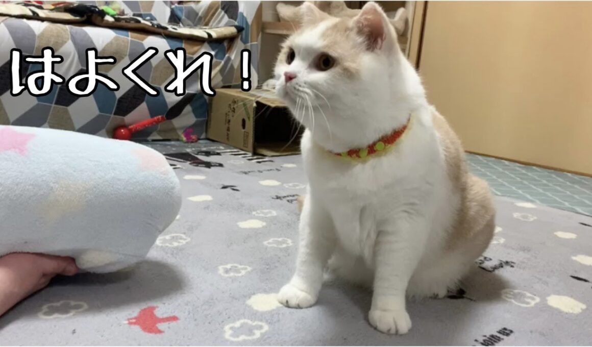 ササミ大好き巨大猫が現れました！笑【スコティッシュフォールド、ブリティッシュショートヘア、ペルシャ猫】A giant cat that loves chicken has appeared! Lol