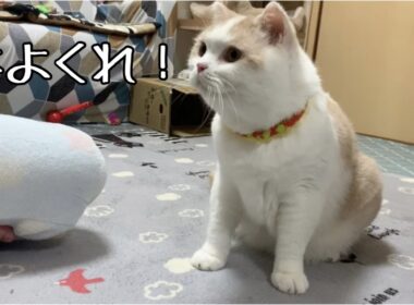 ササミ大好き巨大猫が現れました！笑【スコティッシュフォールド、ブリティッシュショートヘア、ペルシャ猫】A giant cat that loves chicken has appeared! Lol