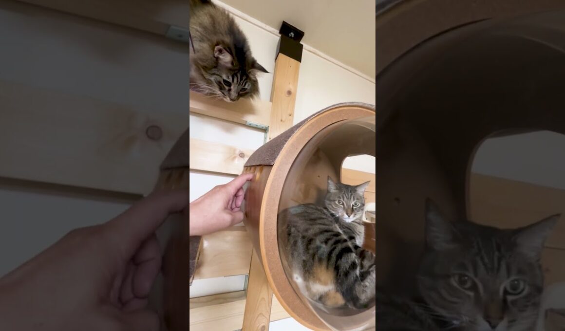 【その⑦ 北欧猫は高い場所が好き】大好きな保護猫が気になる北欧猫が可愛すぎる～ #猫癒し #猫の日常 #北欧猫