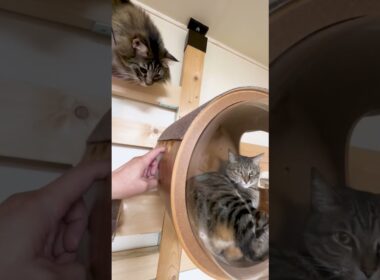 【その⑦ 北欧猫は高い場所が好き】大好きな保護猫が気になる北欧猫が可愛すぎる～ #猫癒し #猫の日常 #北欧猫