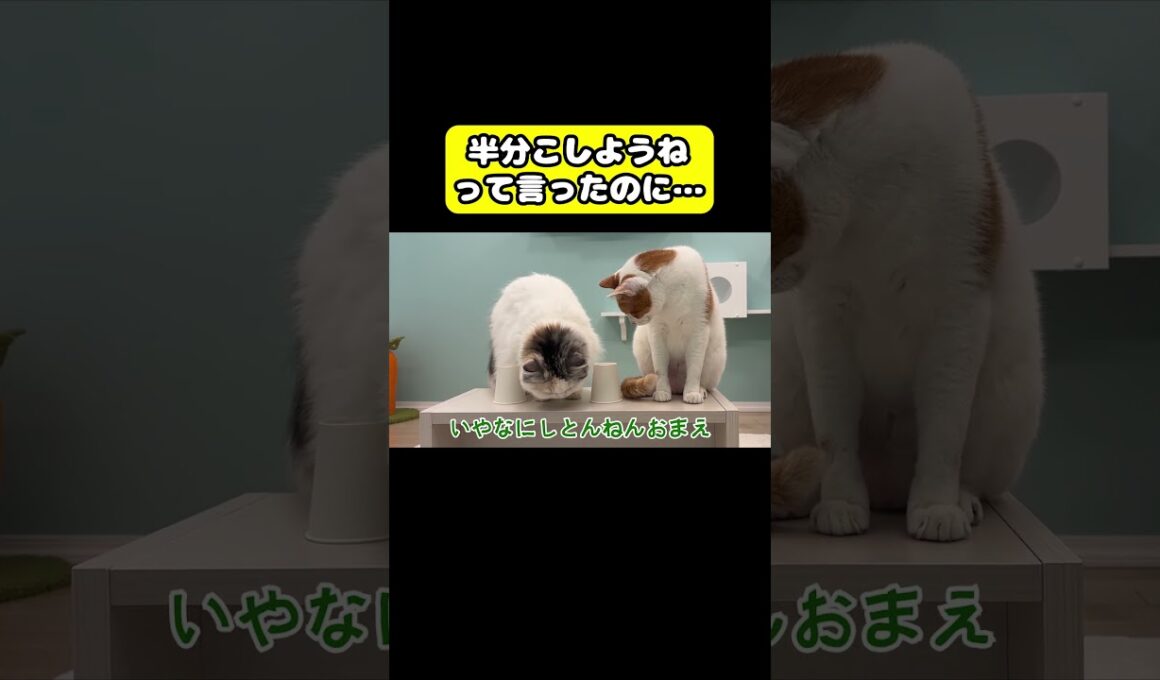 半分こしようねって言ったのに…#猫 #おもしろ #アテレコ #ニャンチューバーつくし