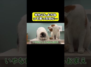 半分こしようねって言ったのに…#猫 #おもしろ #アテレコ #ニャンチューバーつくし