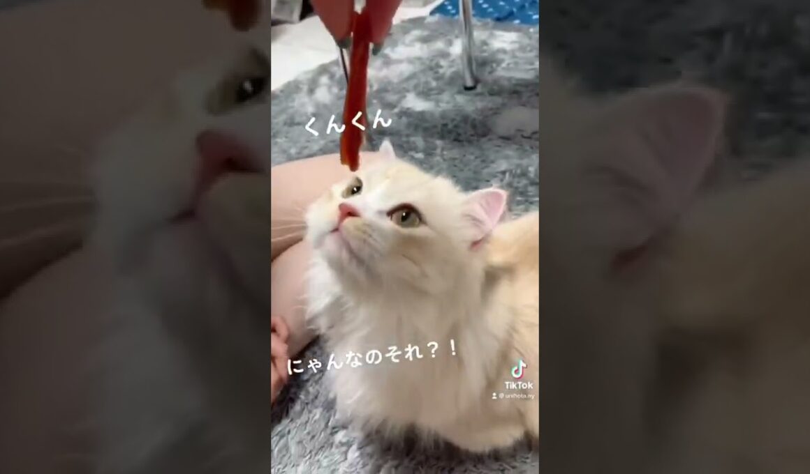 それくれにゃ！！#ミヌエット #マンチカン #子猫 #猫 #cat #短足 #猫好きさんと繋がりたい　#こねこ #猫のいる暮らし #munchkin #catlovers #ペルシャ #短足猫