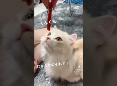 それくれにゃ！！#ミヌエット #マンチカン #子猫 #猫 #cat #短足 #猫好きさんと繋がりたい　#こねこ #猫のいる暮らし #munchkin #catlovers #ペルシャ #短足猫