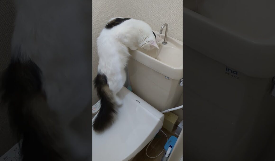 毎回トイレタンクをチェックする/He always checks the toilet tank.#保護猫 #ターキッシュバン #Turkish Van