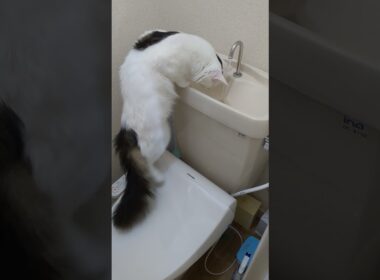 毎回トイレタンクをチェックする/He always checks the toilet tank.#保護猫 #ターキッシュバン #Turkish Van