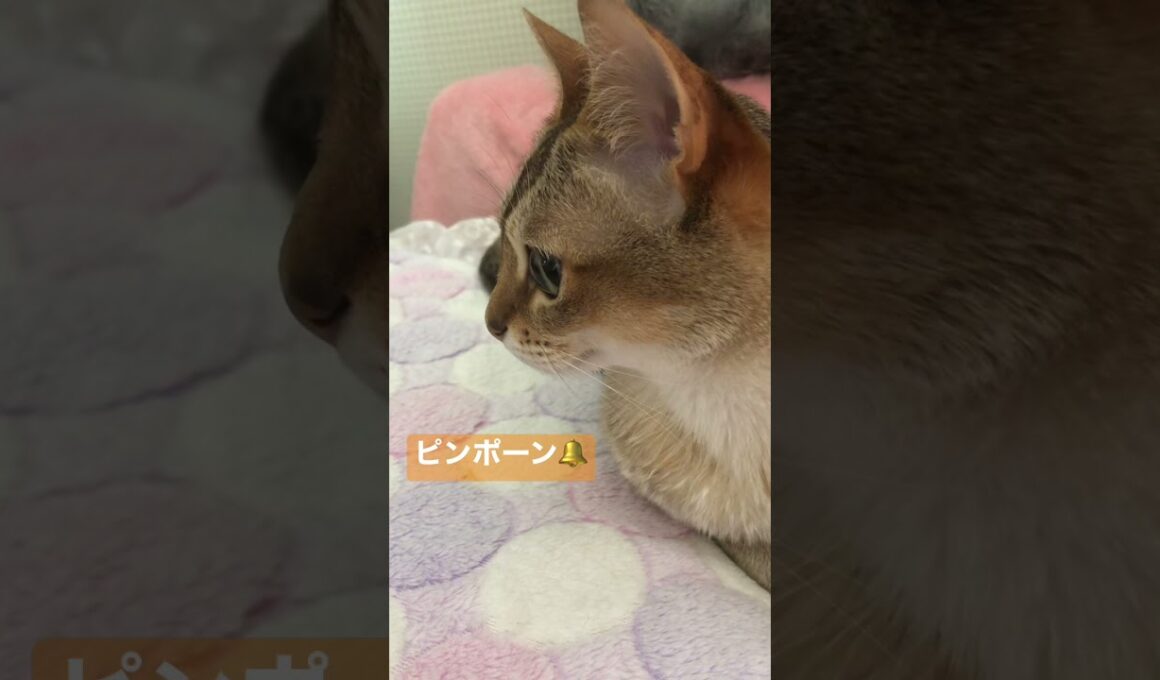 【luna】美しきシンガプーラ猫 #shorts #cats