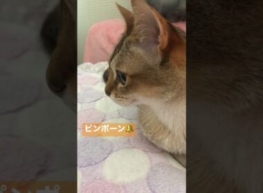 【luna】美しきシンガプーラ猫 #shorts #cats
