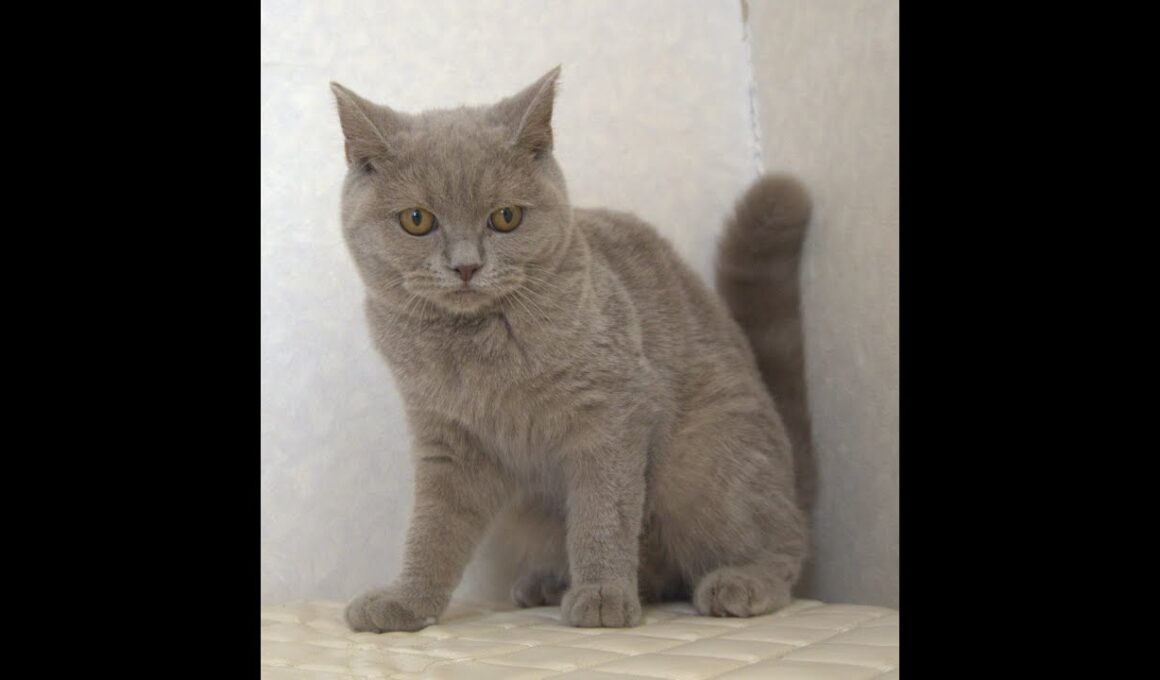 ブリティッシュショートヘアー子猫　British Shorthair　2025.4.4産まれ　ライラックタビー　女の子　シーダキャット猫のお店