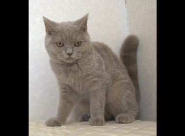 ブリティッシュショートヘアー子猫　British Shorthair　2025.4.4産まれ　ライラックタビー　女の子　シーダキャット猫のお店