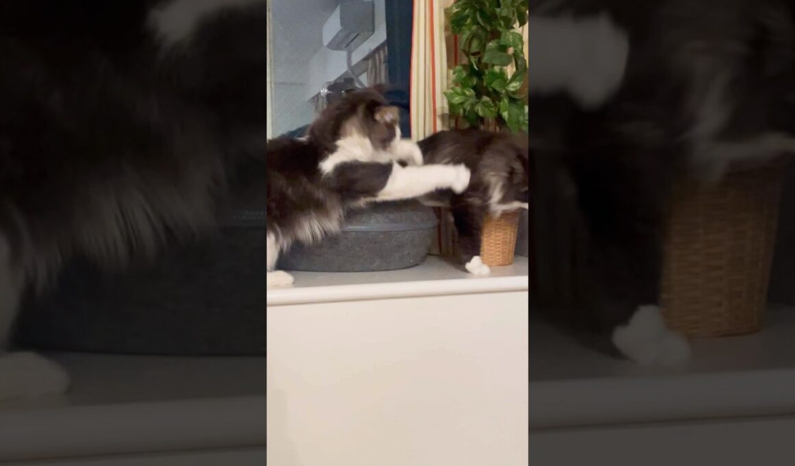 ママかまってにゃんこ#ノルウェージャンフォレストキャット #猫のいる暮らし #親子猫#猫の喧嘩