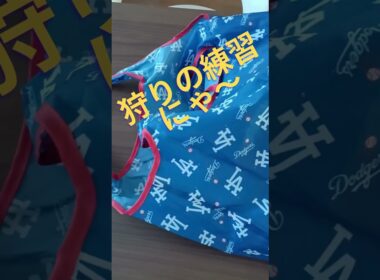 小柄なベンガル猫の本気の狩り