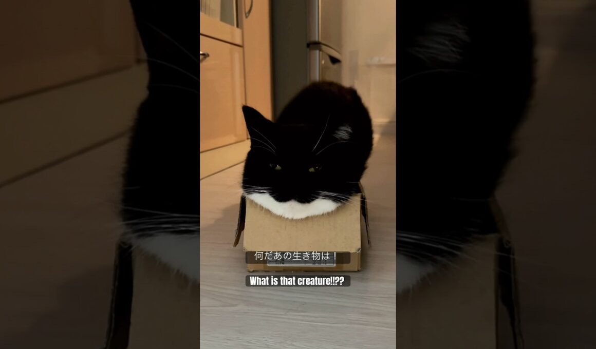 何だあの生き物は！What is that creature!!?? #shorts #cat #猫 #uni #maxwell