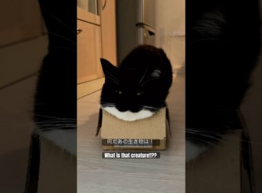 何だあの生き物は！What is that creature!!?? #shorts #cat #猫 #uni #maxwell