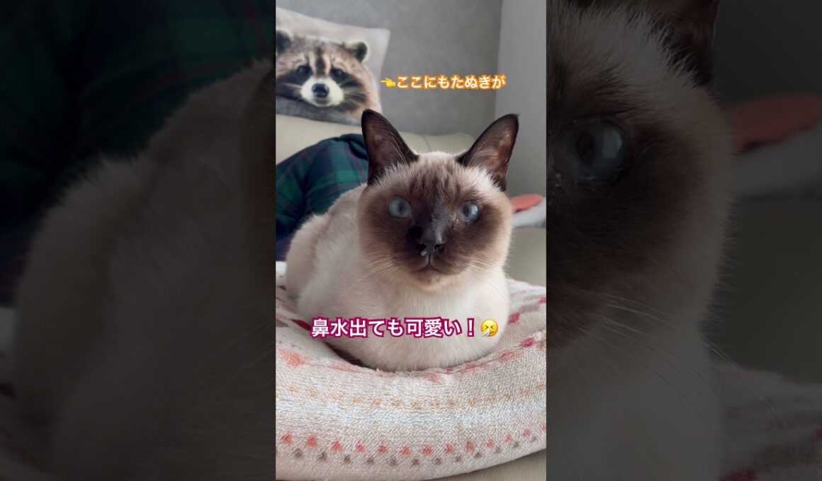 [雨と君と]鑑賞猫様　#猫のいる暮らし