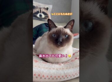 [雨と君と]鑑賞猫様　#猫のいる暮らし