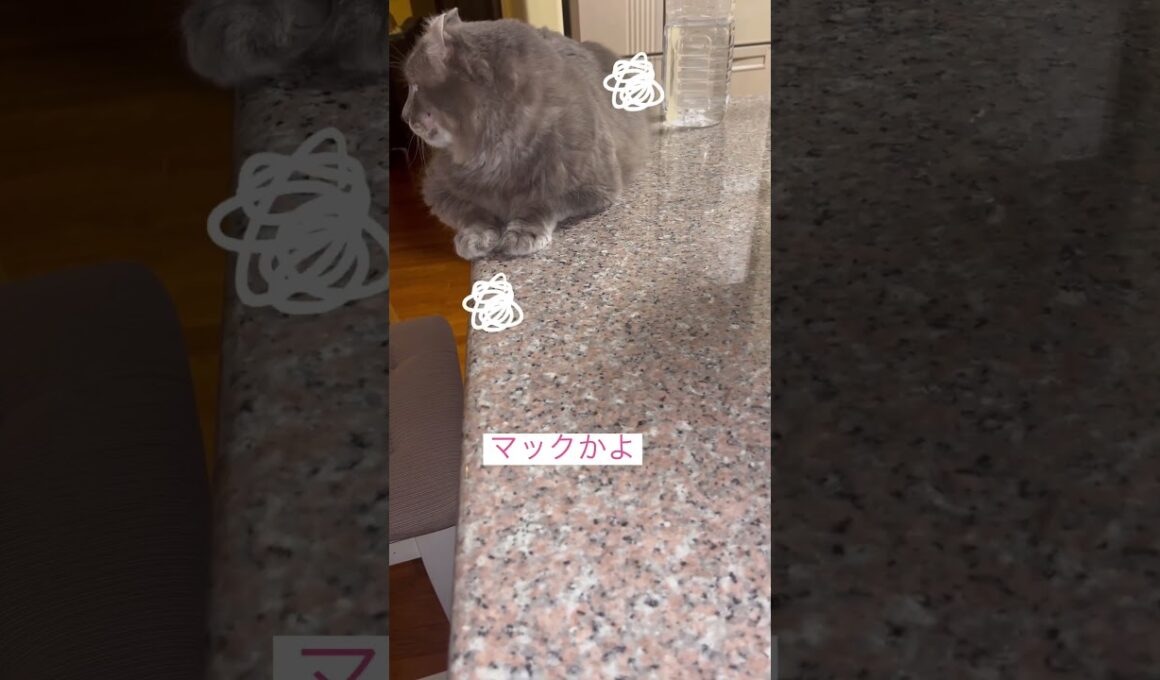 マック天国 #ねこ動画 #アメリカンカール