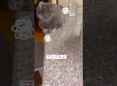 マック天国 #ねこ動画 #アメリカンカール