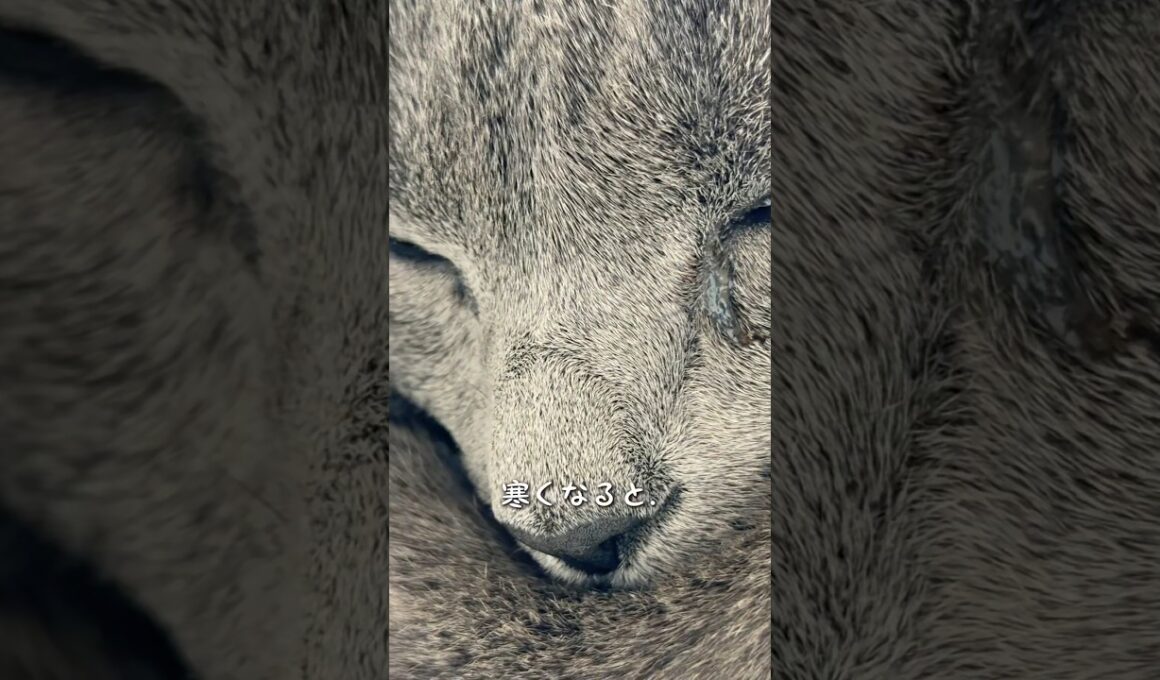 【ロシアンブルー】まったりめろん...今日も穏やかです🥹【猫】#shorts