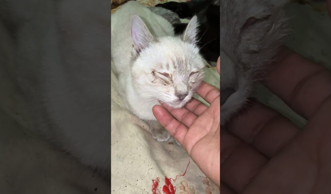 シャムの子ネコ雫「眩しいけど、ナデナデ、気持ちいい」